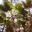 The monkeys in Bijilo Forest Park Bijilo National Park Gambia Diary