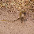 The monkeys in Bijilo Forest Park Bijilo National Park Gambia Trip Photographs