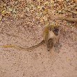 The monkeys in Bijilo Forest Park Bijilo National Park Gambia Trip Photographs The monkeys in Bijilo Forest Park