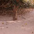 The monkeys in Bijilo Forest Park Bijilo National Park Gambia Holiday Experience