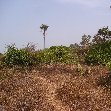The monkeys in Bijilo Forest Park Bijilo National Park Gambia Diary Picture