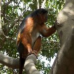 The monkeys in Bijilo Forest Park Bijilo National Park Gambia Diary Photography