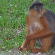 The monkeys in Bijilo Forest Park Bijilo National Park Gambia Trip Vacation