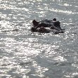 Hippo's in Liwonde National Park Malawi Travel Gallery