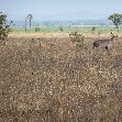 Hippo's in Liwonde National Park Malawi Review Photo