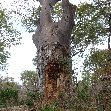 Hippo's in Liwonde National Park Malawi Information