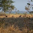 Hippo's in Liwonde National Park Malawi Trip Sharing Hippo's in Liwonde National Park