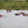 Hippo's in Liwonde National Park Malawi Diary Photos Hippo's in Liwonde National Park