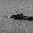 Hippo's in Liwonde National Park Malawi Travel Adventure Hippo's in Liwonde National Park