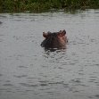 Hippo's in Liwonde National Park Malawi Adventure