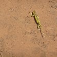 Liwonde Malawi 