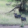 Liwonde Malawi 