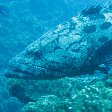 Swimming with Whale Sharks in Mozambique Tofo Album Sharing