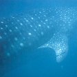 Swimming with Whale Sharks in Mozambique Tofo Diary Information