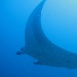 Swimming with Whale Sharks in Mozambique Tofo Photo Gallery