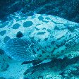 Swimming with Whale Sharks in Mozambique Tofo Trip Photos