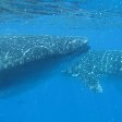 Swimming with Whale Sharks in Mozambique Tofo Diary Pictures