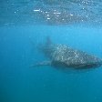 Swimming with Whale Sharks in Mozambique Tofo Travel Picture