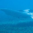 Swimming with Whale Sharks in Mozambique Tofo Travel Guide