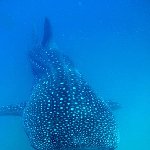 Swimming with Whale Sharks in Mozambique Tofo Holiday Tips