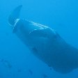 Swimming with Whale Sharks in Mozambique Tofo Diary