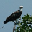   Caye Caulker Belize Vacation Sharing