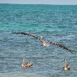   Caye Caulker Belize Photo