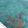 Caye Caulker Belize