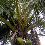 American Samoa National Park Pictures Pago Pago Review Photograph