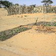 Desert camel ride to the Terjit Oasis Mauritania Trip Pictures