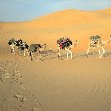 Desert camel ride to the Terjit Oasis Mauritania Blog Review