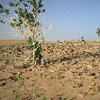 Desert camel ride to the Terjit Oasis Mauritania Diary Information Desert camel ride to the Terjit Oasis