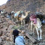 Desert camel ride to the Terjit Oasis Mauritania Travel Tips