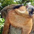 Wildlife pictures Mayotte Island Mamoudzou Vacation Diary