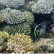 Wildlife pictures Mayotte Island Mamoudzou Travel Photographs