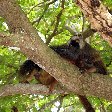 Wildlife pictures Mayotte Island Mamoudzou Picture Wildlife pictures Mayotte Island