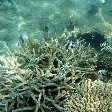Wildlife pictures Mayotte Island Mamoudzou Photograph