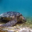 Wildlife pictures Mayotte Island Mamoudzou Blog