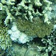 Wildlife pictures Mayotte Island Mamoudzou Photo Sharing