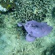 Wildlife pictures Mayotte Island Mamoudzou Diary Photo