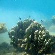 Wildlife pictures Mayotte Island Mamoudzou Information