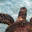 Wildlife pictures Mayotte Island Mamoudzou Travel Diary