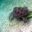 Wildlife pictures Mayotte Island Mamoudzou Review Picture