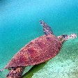 Wildlife pictures Mayotte Island Mamoudzou Travel Information