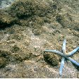 Wildlife pictures Mayotte Island Mamoudzou Adventure