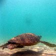 Wildlife pictures Mayotte Island Mamoudzou Picture gallery