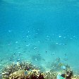 Wildlife pictures Mayotte Island Mamoudzou Story Sharing