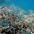 Wildlife pictures Mayotte Island Mamoudzou Album Pictures