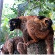 Wildlife pictures Mayotte Island Mamoudzou Blog Experience