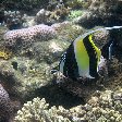 Wildlife pictures Mayotte Island Mamoudzou Vacation